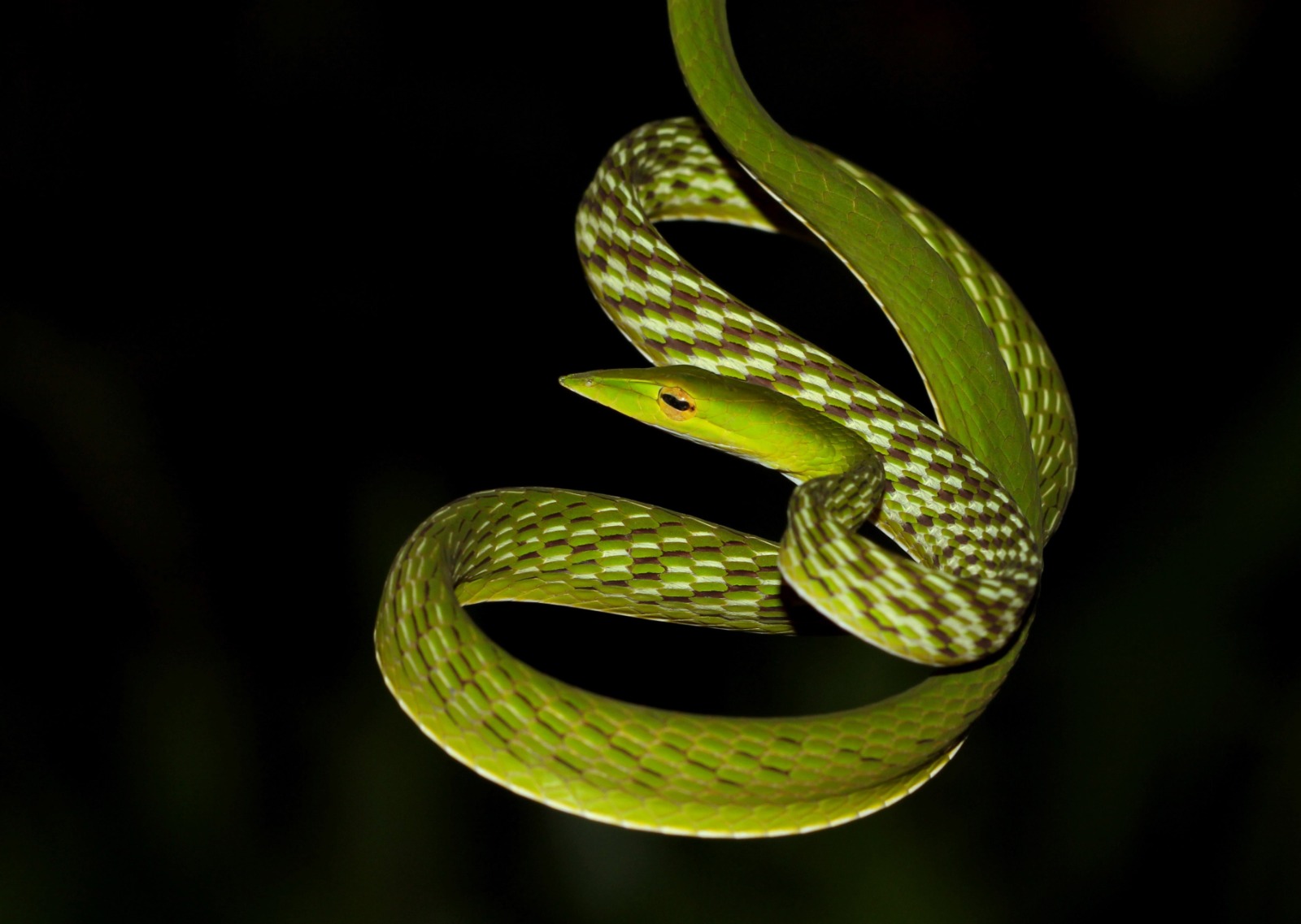 Sri Lankan Snake Species